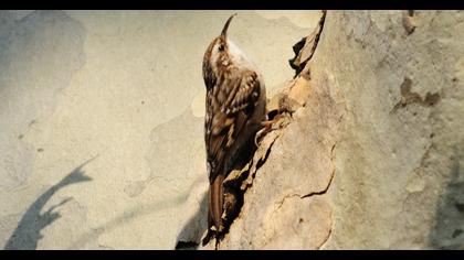 Short-toed Treecreeper