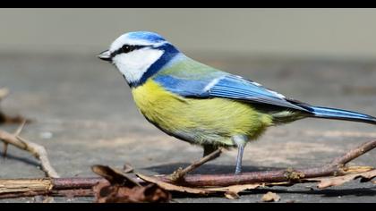 Eurasian Blue Tit