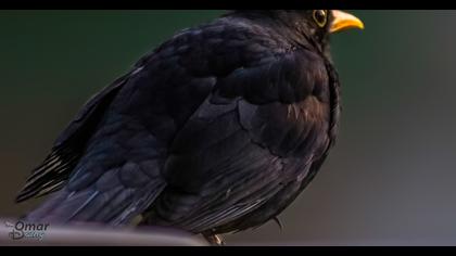 Common Blackbird