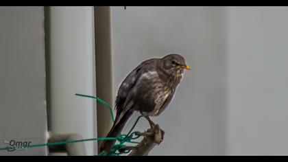 Common Blackbird