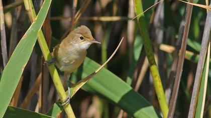 Eurasian Reed Warbler