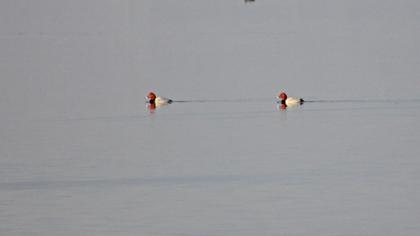 Common Pochard
