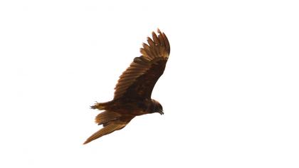 Western Marsh Harrier