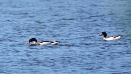 Common Shelduck