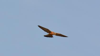 Lesser Kestrel