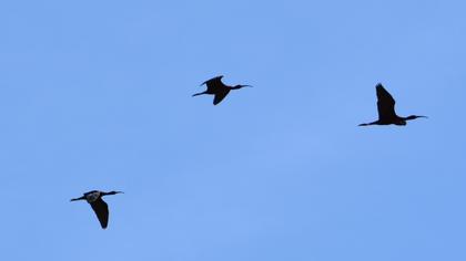Glossy Ibis