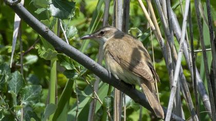 Great Reed Warbler