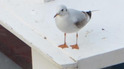 Black-headed Gull