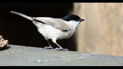 Marsh Tit