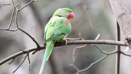 Alexandrine Parakeet