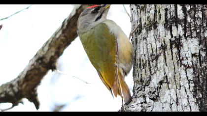 Grey-headed Woodpecker