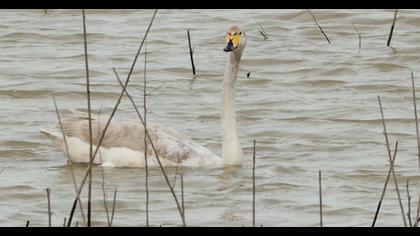 Whooper Swan