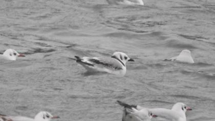 Black-legged Kittiwake