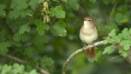 Common Nightingale