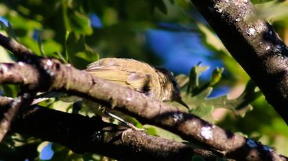Eastern Bonelli`s Warbler