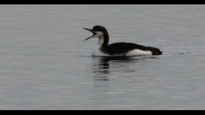 Black-throated Loon
