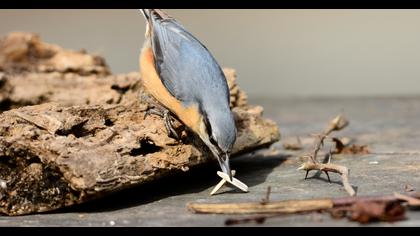 Eurasian Nuthatch