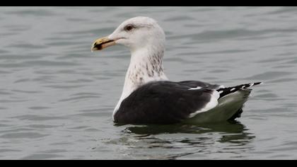 Great Black-backed Gull