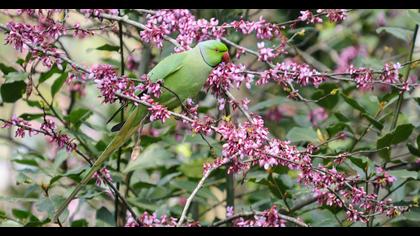 Rose-ringed Parakeet