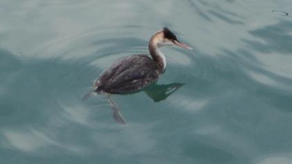 Great Crested Grebe