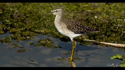 Wood Sandpiper