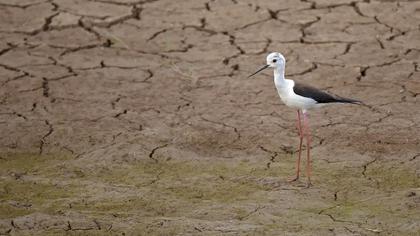 Black-winged Stilt