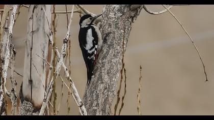 Syrian Woodpecker