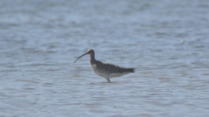 Eurasian Curlew