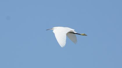 Little Egret