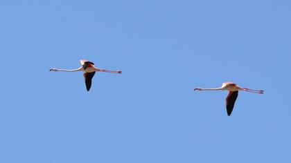 Greater Flamingo