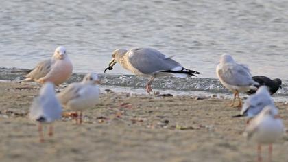 European Herring Gull