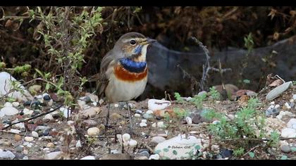 Bluethroat