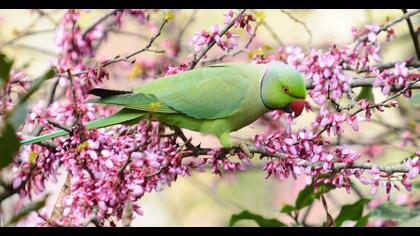 Rose-ringed Parakeet