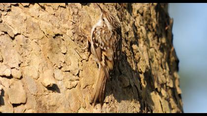 Short-toed Treecreeper