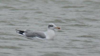 Pallas`s Gull