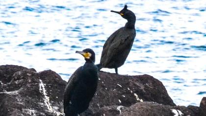 European Shag