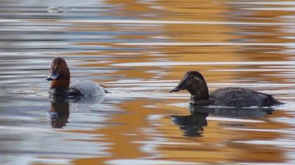 Common Pochard