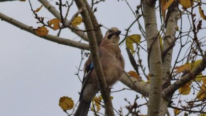 Eurasian Jay