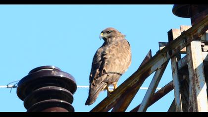 Common Buzzard