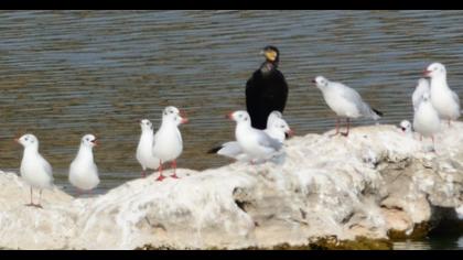 Black-headed Gull