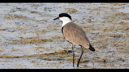 Spur-winged Lapwing
