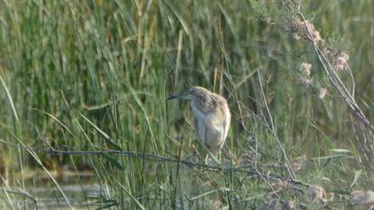 Squacco Heron