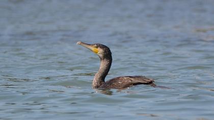 Great Cormorant