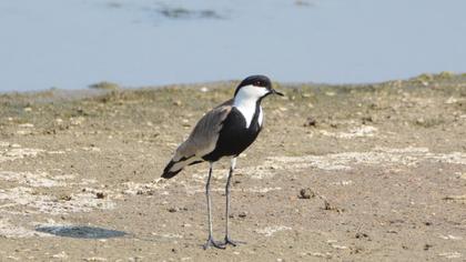 Spur-winged Lapwing