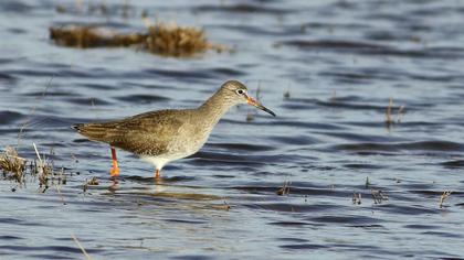 Common Redshank