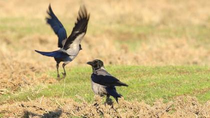 Hooded Crow