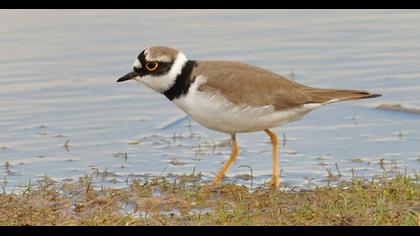 Little Ringed Plover