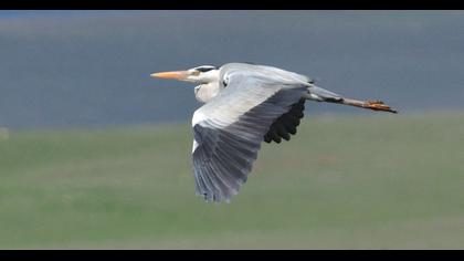 Grey Heron