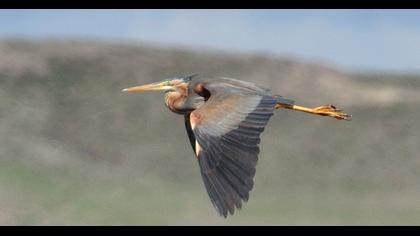 Purple Heron