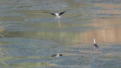 Black-winged Stilt